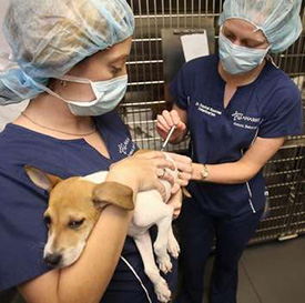 Veterinary volunteers administer a shot