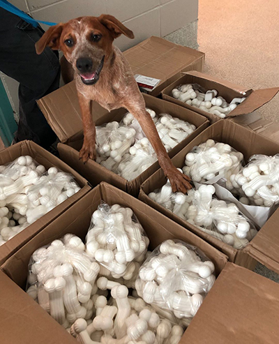 Dog with donation boxes